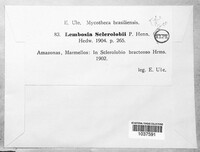 Image of Lembosina sclerolobii